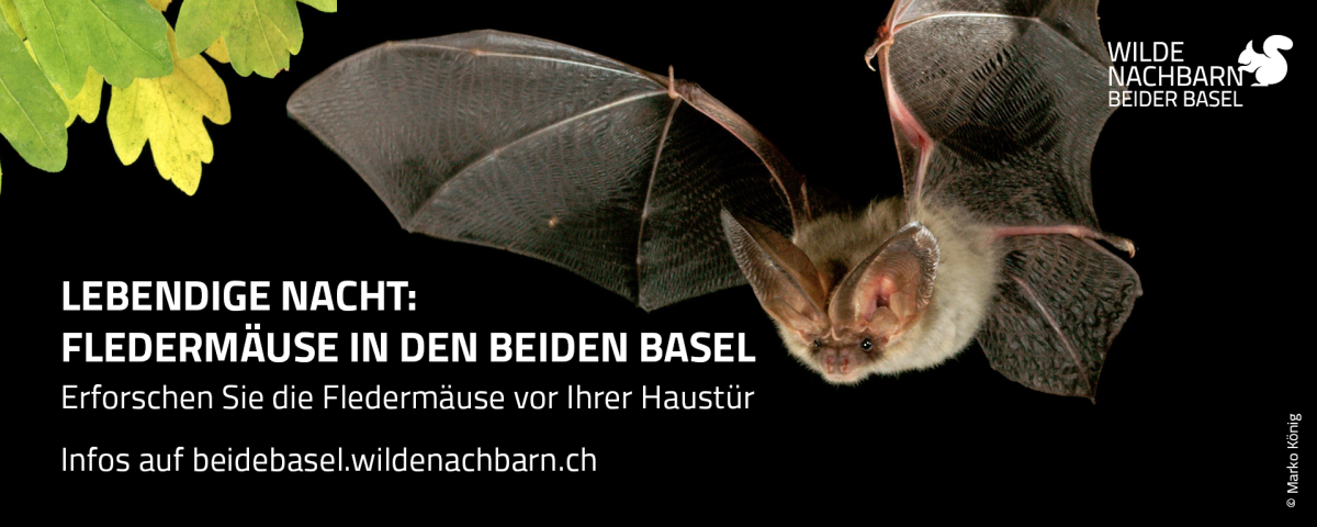 Flyer Fledermäuse
