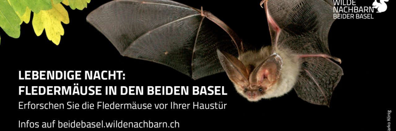 Flyer Fledermäuse
